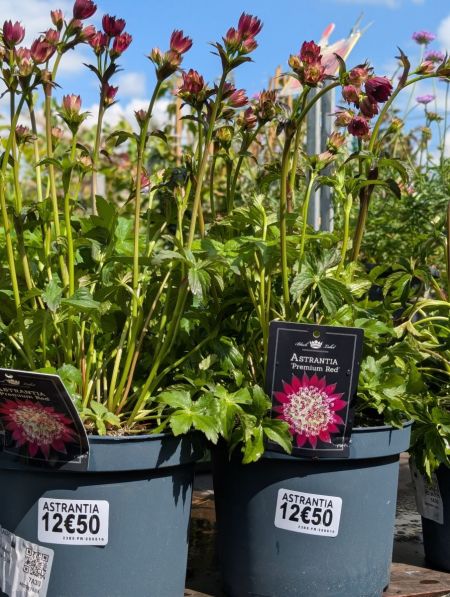 ASTRANTIA ASTRANTIA