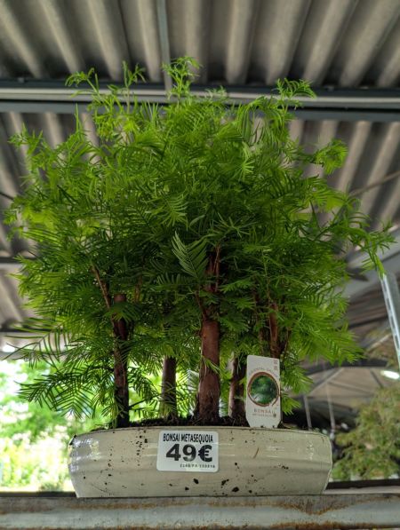 BONSAI-METASEQUOIA-1 BONSAI-METASEQUOIA-1