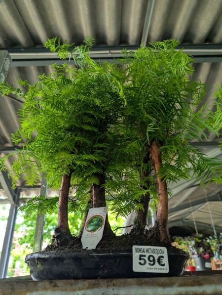 BONSAI-METASEQUOIA-2 BONSAI-METASEQUOIA-2