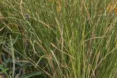 CAREX
