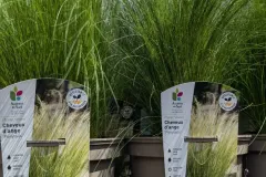 CHEVEUX-D-ANGE-STIPA