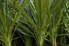 CORDYLINE-AUSTRALIS