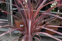 CORDYLINE-RED-STAR