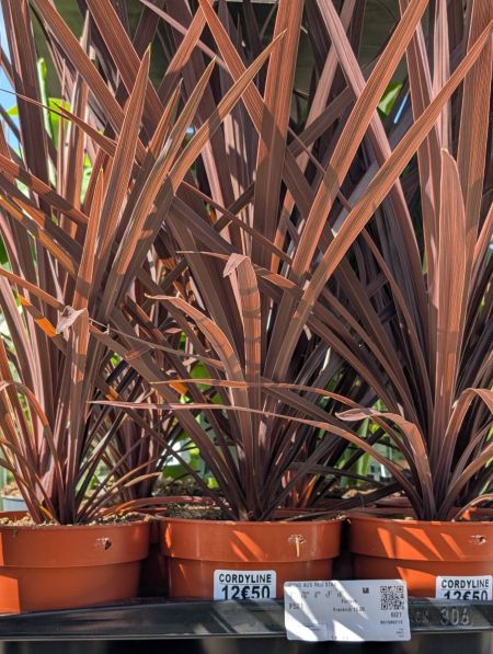 CORDYLINE-ROUGE CORDYLINE-ROUGE