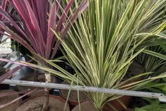 CORDYLINE