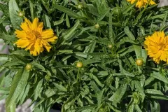 COREOPSIS-GRANDIFLORA-