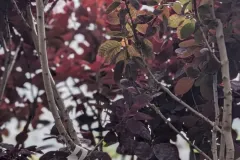 COTINUS-PURPLE-GRACE