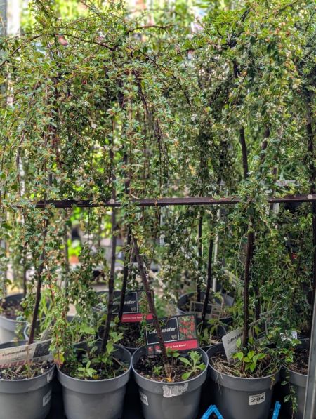 COTONEASTER-SUR-TIGE COTONEASTER-SUR-TIGE
