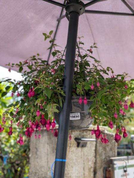 FUSHIA XL EN SUSPENSION FUSHIA XL EN SUSPENSION