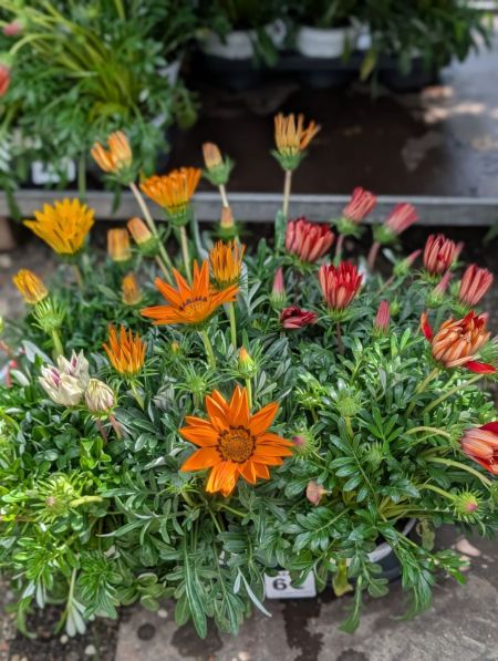 GAZANIA GAZANIA