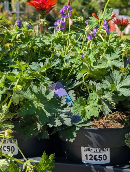 GERANIUM-VIVACE GERANIUM-VIVACE