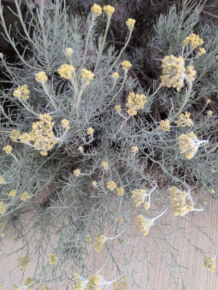 HELICRISIUM HELICRISIUM