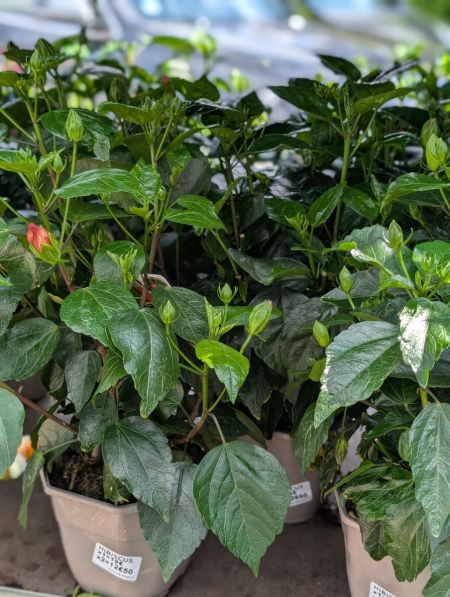 HIBISCUS HIBISCUS