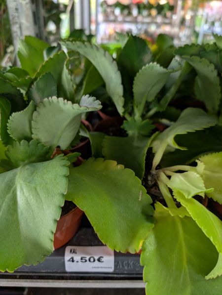 KALANCHOE KALANCHOE