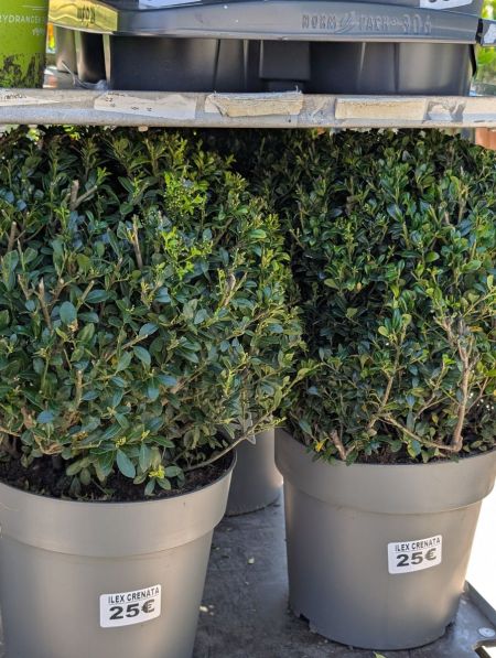 LIGUSTRUM-BOULE LIGUSTRUM-BOULE