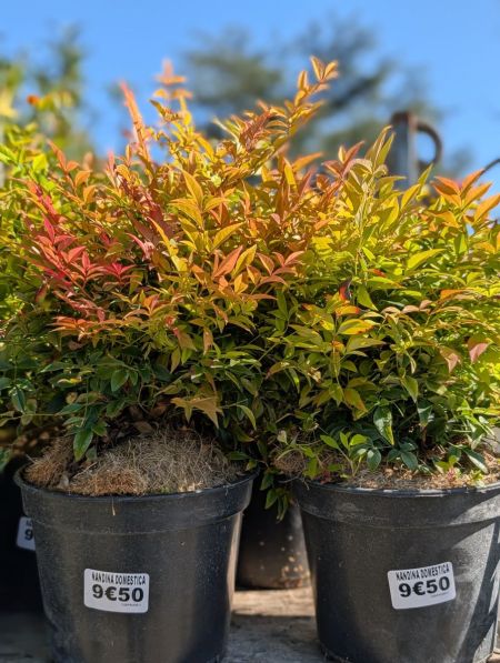 NANDINA-DOMESTICA NANDINA-DOMESTICA