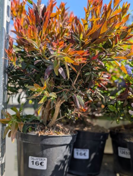CALLISTEMON A FEUILLAGE COULEUR FEU CALLISTEMON A FEUILLAGE COULEUR FEU