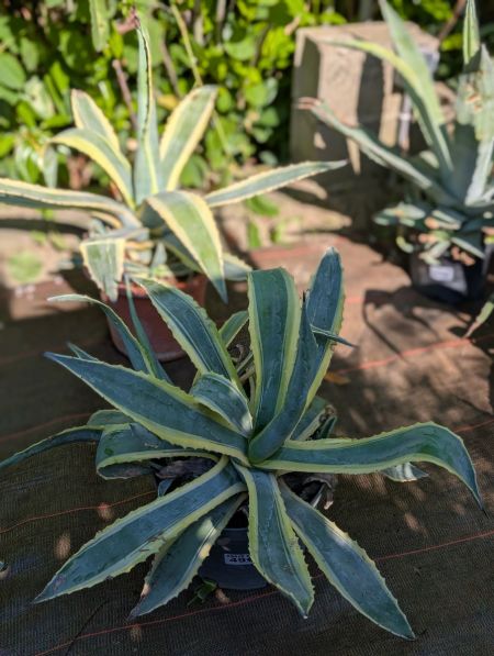AGAVE AGAVE
