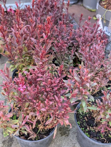 GAURA GAURA