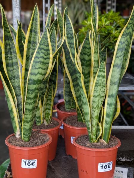 SANSEVERIA SANSEVERIA