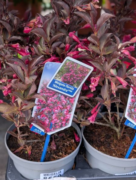 WEIGELIA-MIX WEIGELIA-MIX