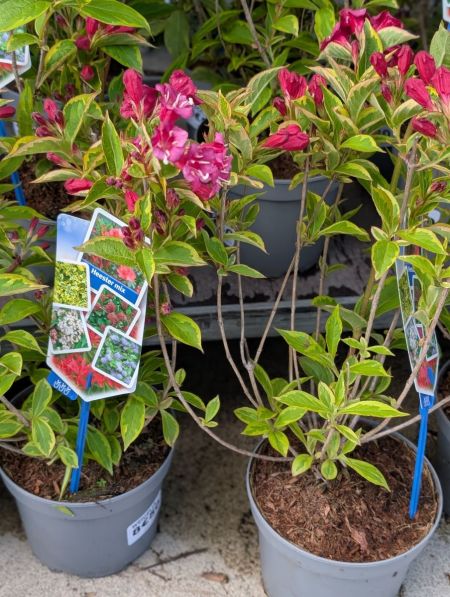WEIGELIA WEIGELIA