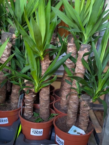 YUCCA YUCCA