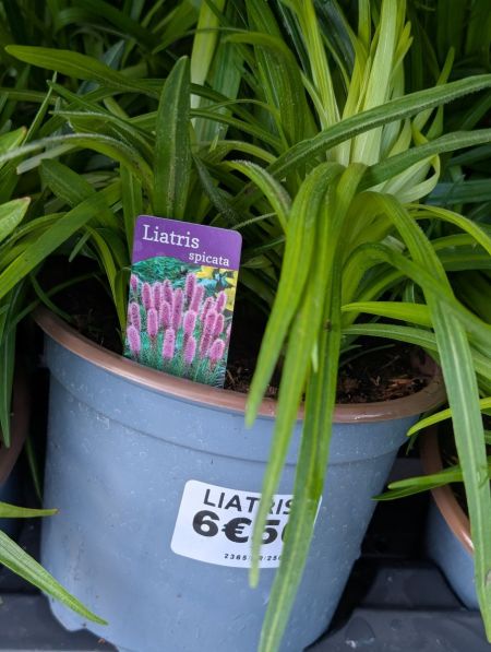 liatris-1 liatris-1