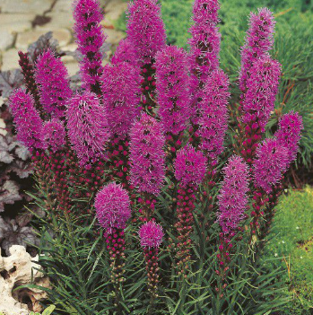 liatris-1 liatris-1
