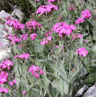 lychnis-flos-jovis-oeillet-de-jupiter-2 lychnis-flos-jovis-oeillet-de-jupiter-2