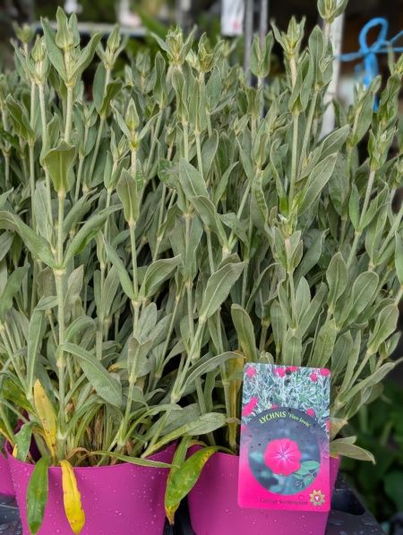 lychnis-flos-jovis-oeillet-de-jupiter-3 lychnis-flos-jovis-oeillet-de-jupiter-3
