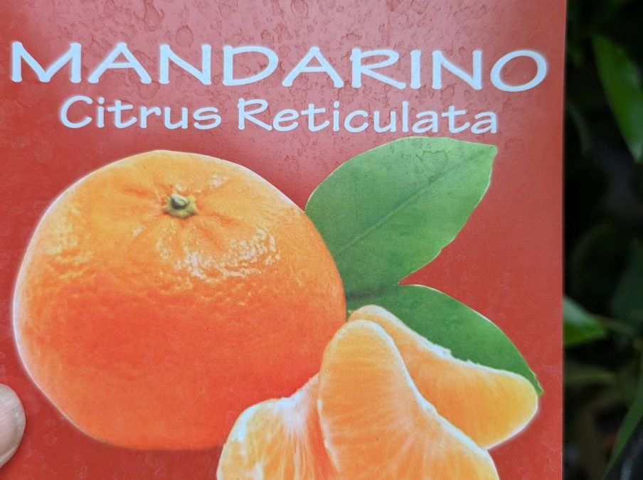 AGRUME-CITRUS-RTICULATA