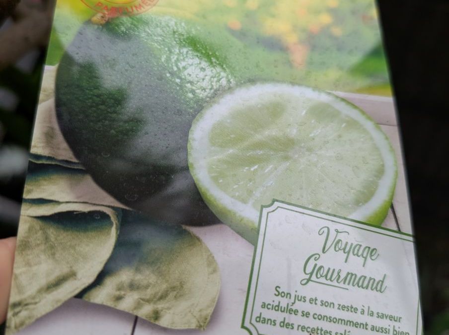 AGRUME-LIME-DE-TAHITI