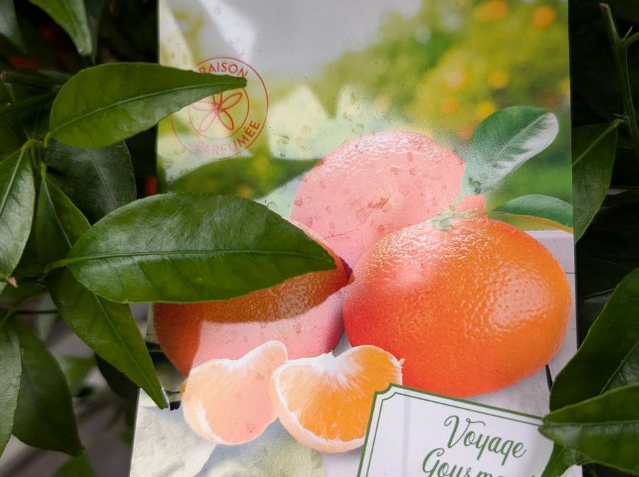AGRUME-MANDARINIER