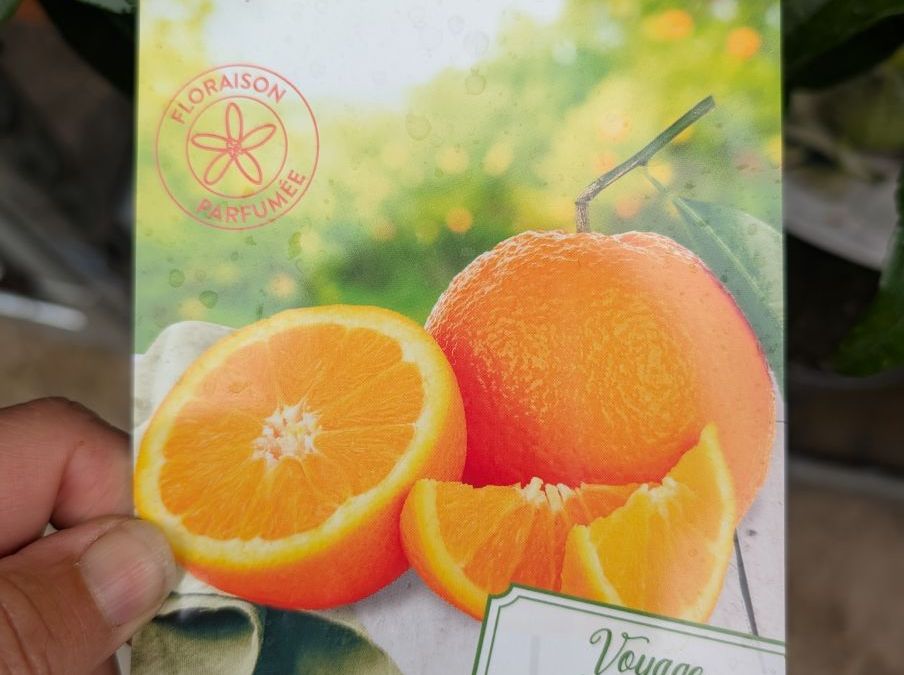 AGRUME-ORANGER