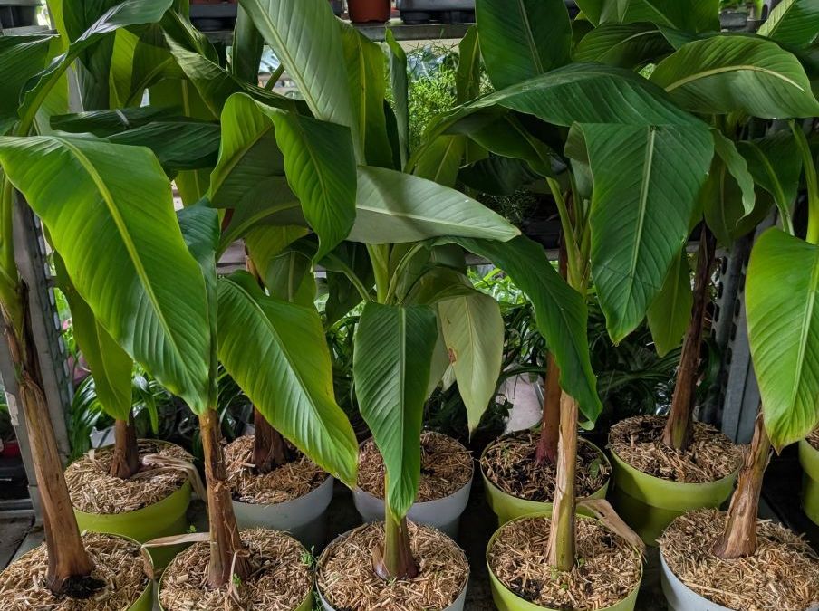 BANANIER-MUSA-BASJOO