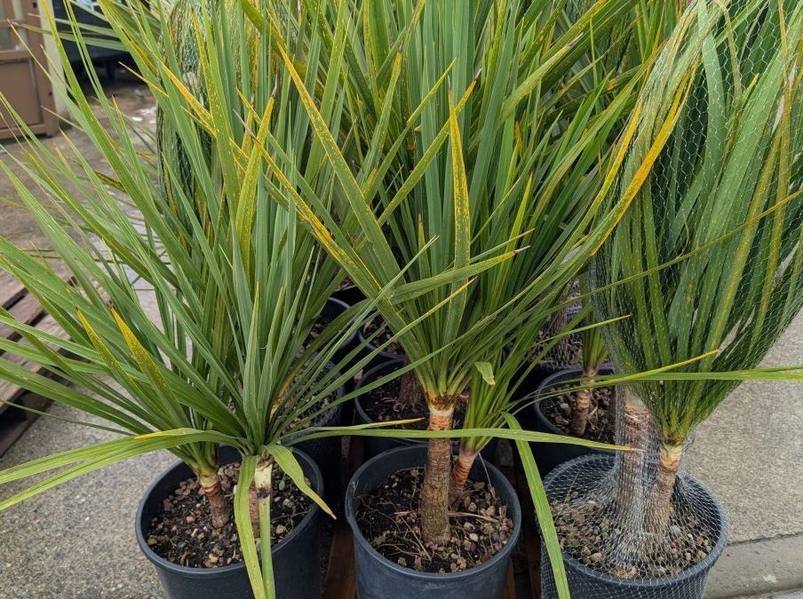 CORDYLINE-MULTI-TRONC