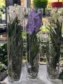 ORCHIDEE-VANDA-2 ORCHIDEE-VANDA-2