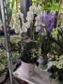 ORCHIDEE-VANDA ORCHIDEE-VANDA
