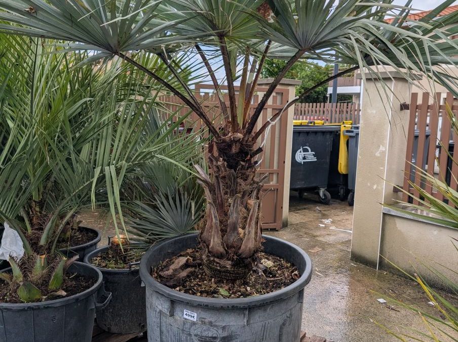 PALMIER-BRAHA-ARMATA