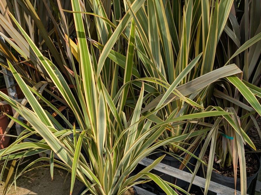 PHORMIUM XL