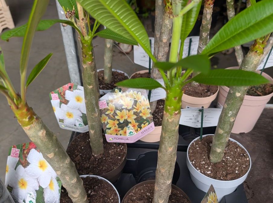 PLUMERIA-FRANGIPANIER-1