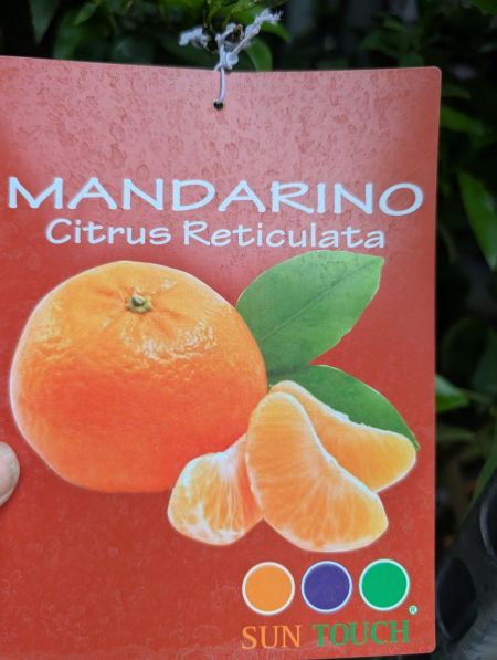 AGRUME-CITRUS-RTICULATA AGRUME-CITRUS-RTICULATA