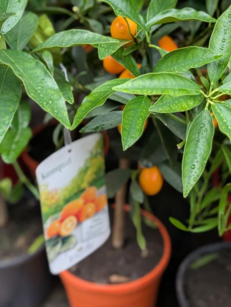AGRUME-KUMQUAT AGRUME-KUMQUAT