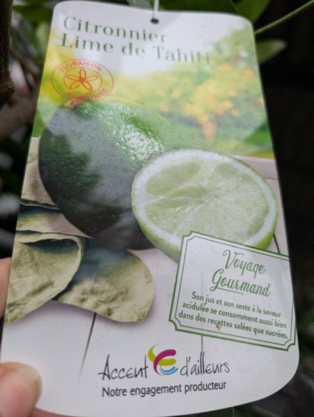 AGRUME-LIME-DE-TAHITI AGRUME-LIME-DE-TAHITI