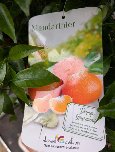 AGRUME-MANDARINIER