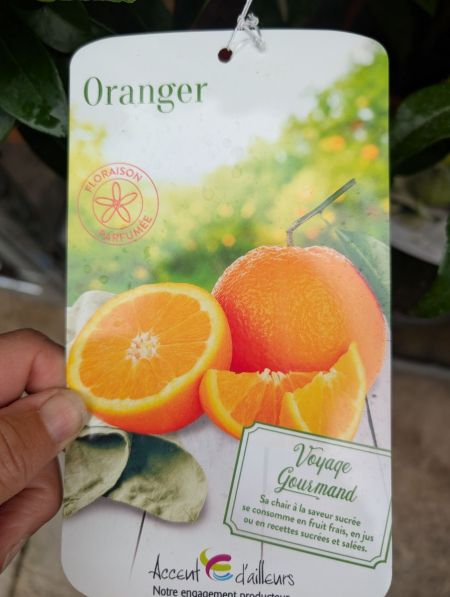 AGRUME-ORANGER AGRUME-ORANGER