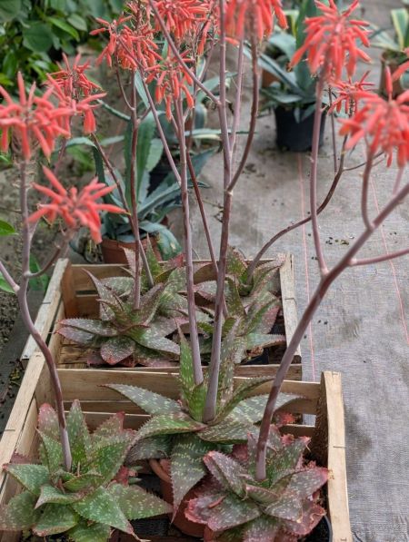 ALOE-VERA-EXTERIEURE