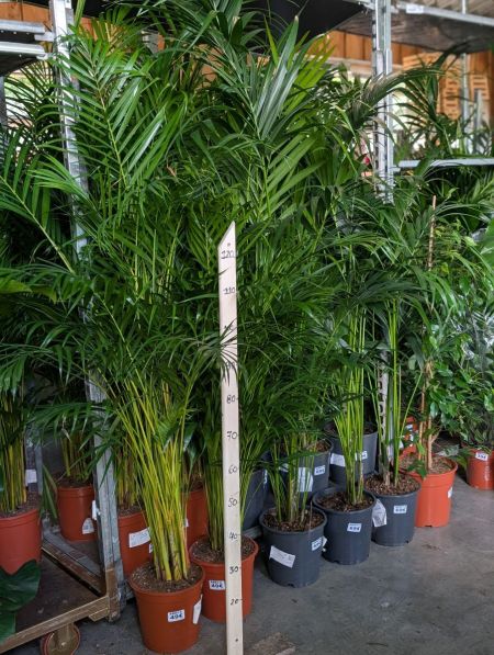ARECA