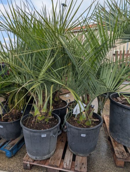 BUTIA-CAPITATA